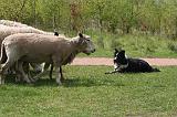 BORDER COLLIE - MOUTONS 071